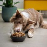 Best Dog Foods for Optimal Digestive Support