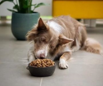 Best Dog Foods for Optimal Digestive Support