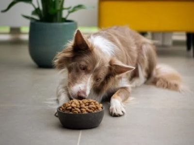 Best Dog Foods for Optimal Digestive Support