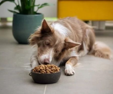 Best Dog Foods for Optimal Digestive Support