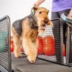 Canine Obesity: Preventing Weight Gain in Dogs and Promoting Healthy Lifestyles