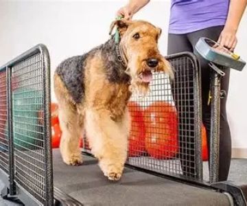 Canine Obesity: Preventing Weight Gain in Dogs and Promoting Healthy Lifestyles
