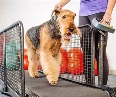 Canine Obesity: Preventing Weight Gain in Dogs and Promoting Healthy Lifestyles