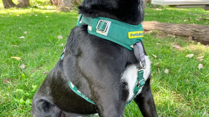 Best Dog Harnesses for Comfortable Daily Wear