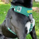 Best Dog Harnesses for Comfortable Daily Wear
