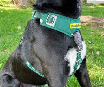 Best Dog Harnesses for Comfortable Daily Wear