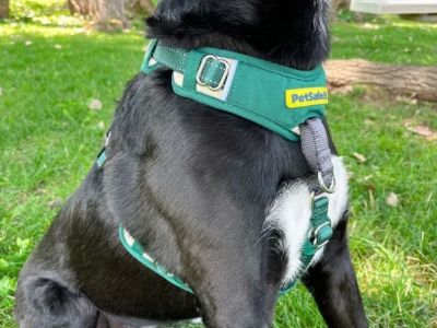 Best Dog Harnesses for Comfortable Daily Wear