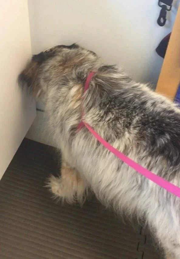 Why Do Dogs Head Press Against Walls? Understanding This Behavior