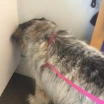 Why Do Dogs Head Press Against Walls? Understanding This Behavior