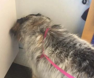Why Do Dogs Head Press Against Walls? Understanding This Behavior