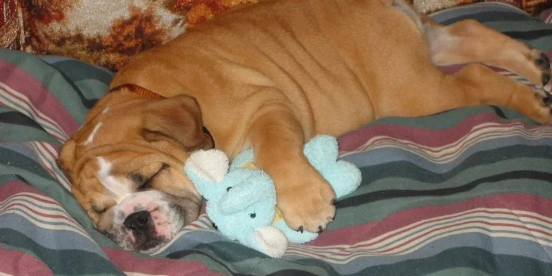 Why Do Dogs Make Weird Sounds While Sleeping?