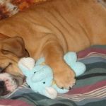 Why Do Dogs Make Weird Sounds While Sleeping?