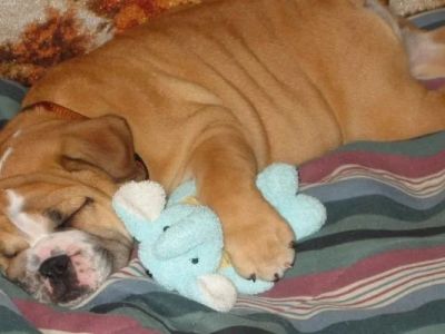 Why Do Dogs Make Weird Sounds While Sleeping?