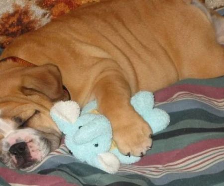 Why Do Dogs Make Weird Sounds While Sleeping?