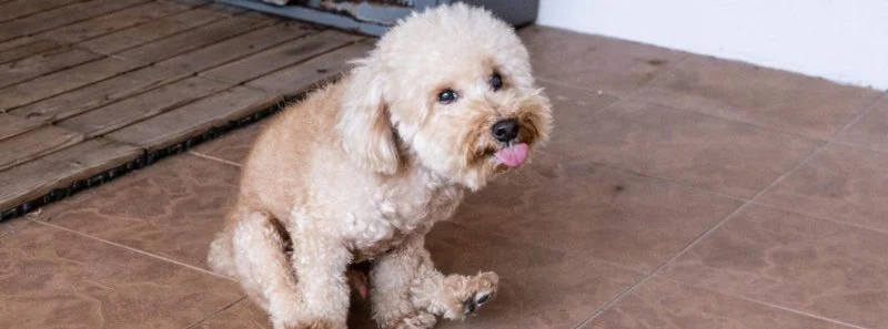Why Is My Dog Scooting on the Floor? Causes and Solutions Explained