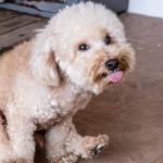 Why Is My Dog Scooting on the Floor? Causes and Solutions Explained