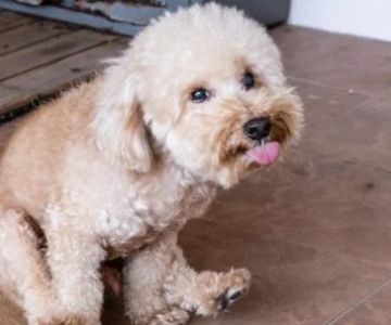 Why Is My Dog Scooting on the Floor? Causes and Solutions Explained