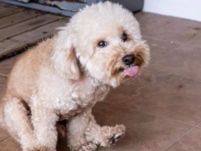 Why Is My Dog Scooting on the Floor? Causes and Solutions Explained