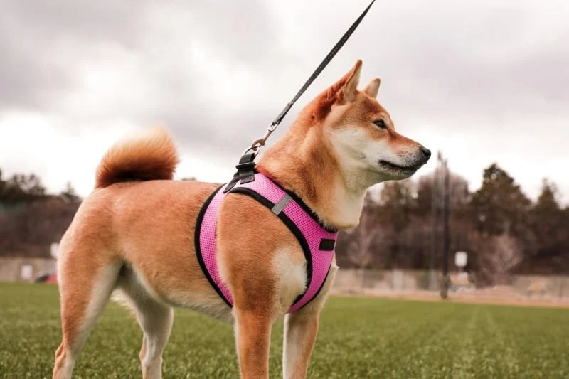 Best Dog Harnesses for Puppies Learning to Walk
