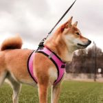 Best Dog Harnesses for Puppies Learning to Walk