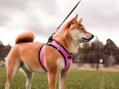 Best Dog Harnesses for Puppies Learning to Walk