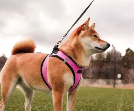 Best Dog Harnesses for Puppies Learning to Walk