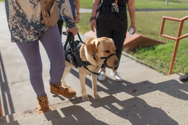 How to Help Dogs With Mobility Issues: Tips and Solutions