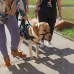 How to Help Dogs With Mobility Issues: Tips and Solutions