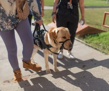 How to Help Dogs With Mobility Issues: Tips and Solutions