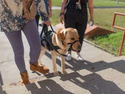 How to Help Dogs With Mobility Issues: Tips and Solutions