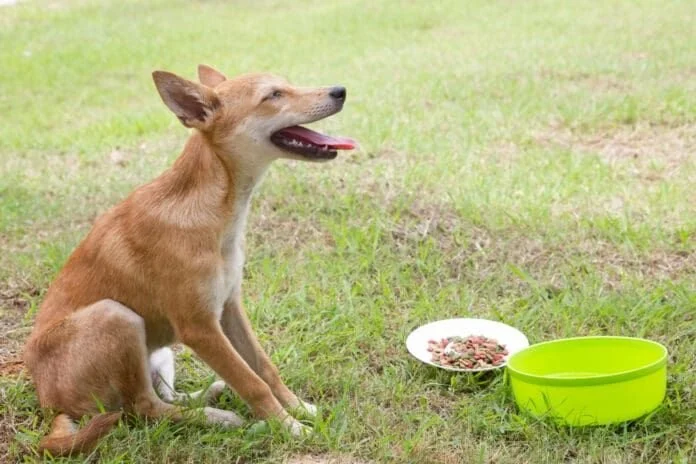 How to Help Dogs With Sensitive Stomachs After Meals: Tips for Relief