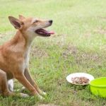 How to Help Dogs With Sensitive Stomachs After Meals: Tips for Relief