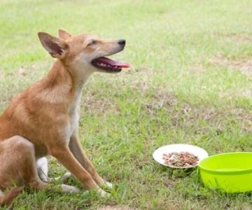 How to Help Dogs With Sensitive Stomachs After Meals: Tips for Relief
