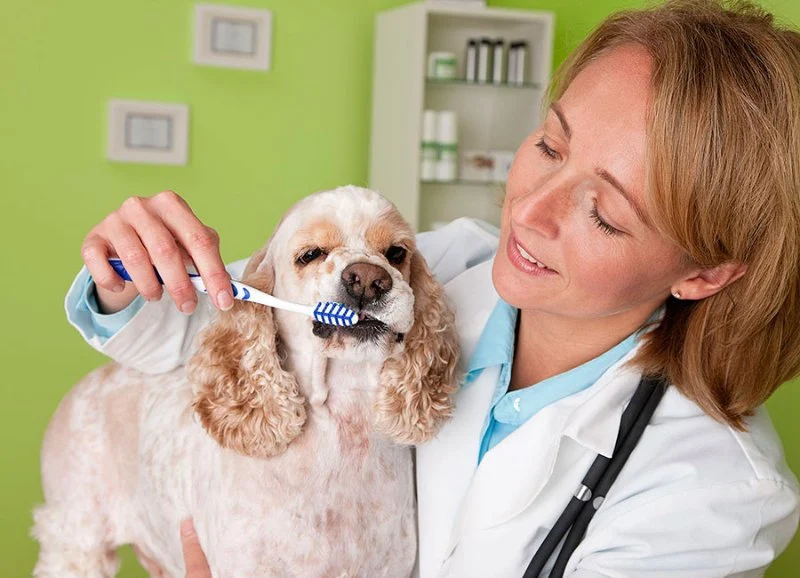 Home Dental Care for Dogs: Best Products and Techniques