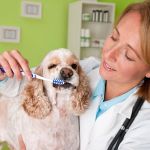 Home Dental Care for Dogs: Best Products and Techniques
