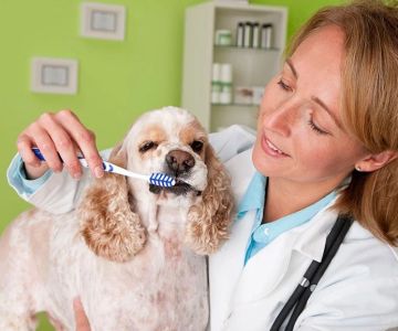 Home Dental Care for Dogs: Best Products and Techniques