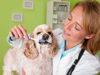 Home Dental Care for Dogs: Best Products and Techniques