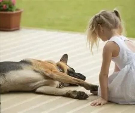 How to Teach Your Dog to Be Calm Around Kids: Practical Tips and Techniques