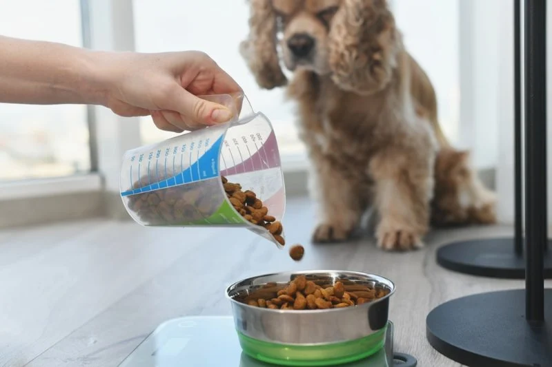 Best Dog Food for Sensitive Skin and Coat Health