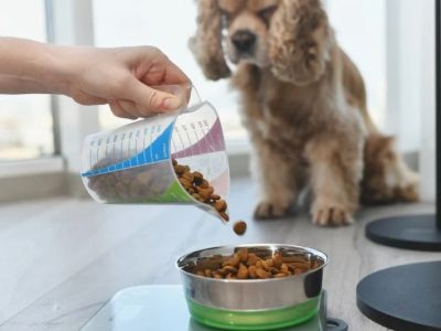 Best Dog Food for Sensitive Skin and Coat Health