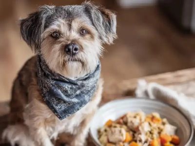 Best Dog Foods for Small Breed Adult Dogs: Top Choices for Health and Wellness