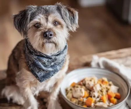 Best Dog Foods for Small Breed Adult Dogs: Top Choices for Health and Wellness