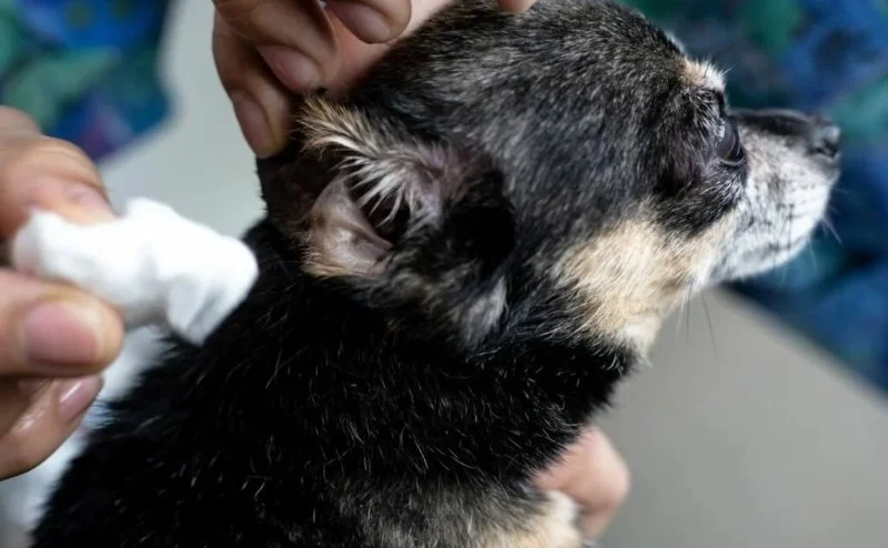 Vet Tips for Preventing Puppy Ear Infections