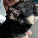 Vet Tips for Preventing Puppy Ear Infections