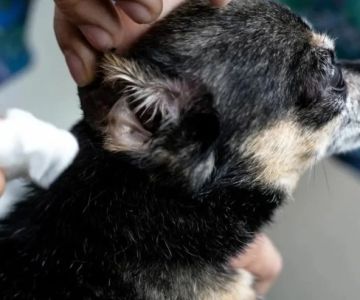 Vet Tips for Preventing Puppy Ear Infections