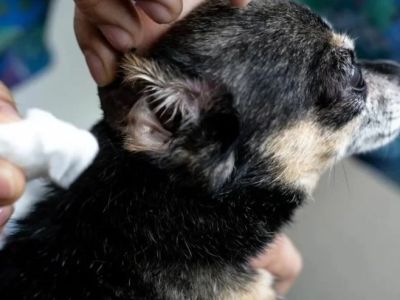 Vet Tips for Preventing Puppy Ear Infections