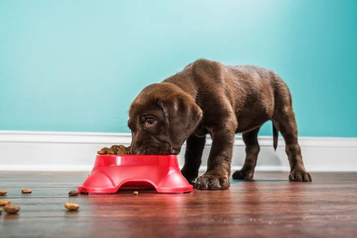 Best Dog Food for Puppies with Sensitive Tummies: Top Choices and Tips