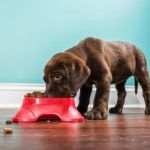 Best Dog Food for Puppies with Sensitive Tummies: Top Choices and Tips