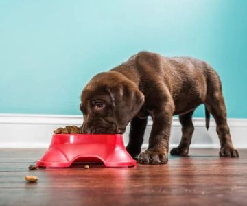 Best Dog Food for Puppies with Sensitive Tummies: Top Choices and Tips