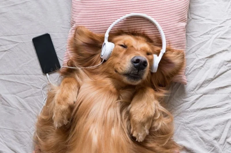 How to Train Dogs to Be Calm With Loud Music: Practical Tips and Techniques
